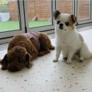 모모댕댕 이미지