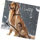 미나애견 이미지