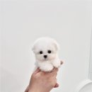 천안강아지분양 우리집퍼피 천안아산본점 (하이도그) 이미지