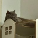 반포대로24길 55 (2) | 전남친 토스트 대신 전여친 블로그 구워왔어요