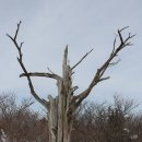 당골2 Daum카페