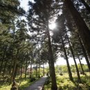 붉은오름자연휴양림 이미지