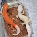 와이엔케이