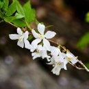 두리반디 이미지