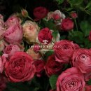 (주)포씨드 이미지