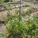 13일 노지 토마토 이미지