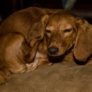 구포동물병원 이미지