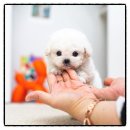 배곧애견샵 | [배곧강아지분양 후기] 유앤미펫시흥점 방문 후 인생 반려견을 만난 날