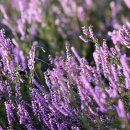 더블 제이 복싱 클럽 이미지