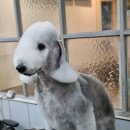 달이네 애견미용실 이미지