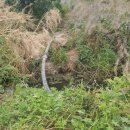 화산양돈 이미지