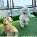 강아지 호텔 이미지