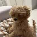 리얼허브애견카페 | 운정 야당 애견카페 쟈빠따도그 리얼후기 (견생첫애견카페)