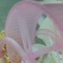 에밀리펫 | [에밀리펫 후기]Emily Pet, 에밀리펫