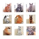 미미애견 이미지