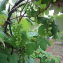 온새미로민박 이미지