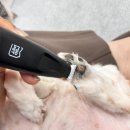 그루밍솔 | 강아지 발바닥 바리깡, 미오펫 LED 클리퍼로 애견 셀프미용 후기