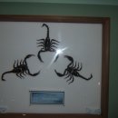 양평곤충박물관 이미지