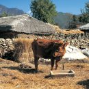 대한가축약품 이미지