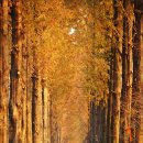 메타세콰이어길 이미지