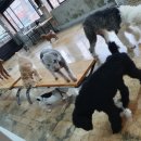 부산애견팡팡 이미지