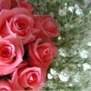 안의꽃사랑 이미지