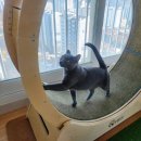 하니캣 | 고양이 캣휠 추천 캣앤트리 매일 타는 꿀팁 포함 2년 사용 후기