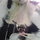 하나동물종합병원 이미지