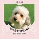 김구백이 | 원주강아지유치원 / 호텔링, 강아지 유치원 추천! 원주 김구백이 + 내돈내산 후기