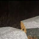 GS25 청도늘푸른점 이미지