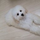 바르다펫 꿈의숲점 이미지