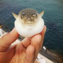 장인복국 이미지