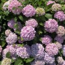 종달리수국길 | 당일치기 여행 코스 추천 종달항 배시간표 종달리수국길 드라이브코스 및 우도 스쿠터 대여 가격. 가볼...