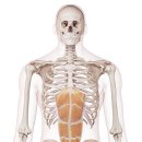 휘트니스 오름 이미지