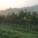 견우농장 이미지