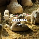 자석목장 | [강원/평창] 많은 양들이 있는 '대관령양떼목장' 주차, 먹이 체험 및 '대관령양빵' 간식