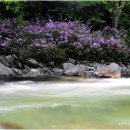 지리산연꽃마을