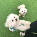 댕스라지 이미지