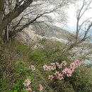 화개십리벚꽃길 이미지