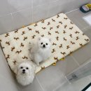 대구애견호텔 애견유치원 모여라솜뭉치 본점 이미지