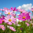 백작크리닝 이미지