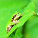 청개구리 이미지