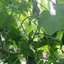 배꼽농원 이미지