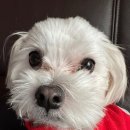 VIP펫 | 🛁 [펫VIP 출장미용 목욕 후기]