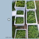 만민농장 | 도봉구 방학동 #오가피 진액 정말 잘 하는곳