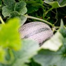 김진영농장 이미지