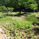 야생화단지 이미지