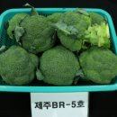탐라그린
