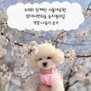 슈리네 | 슈리와 함께한 과천 서울대공원 양재시민의숲 송파둘레길 벚꽃 나들이 후기