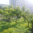 배나무집 이미지